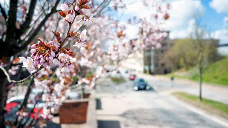 Körsbärsträd blommar på Furutorpsgatan på söder.