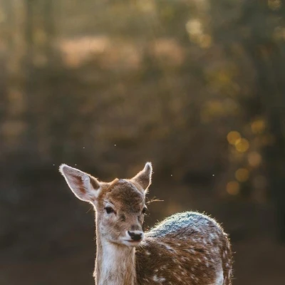 Bambi